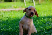 Beau, a male Labrador Retriever for sale in Travelers Rest, SC – 1 of 1