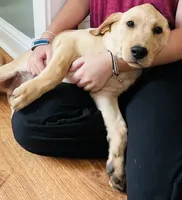 Scout, a male Labrador Retriever for sale in Travelers Rest, SC – 3 of 4