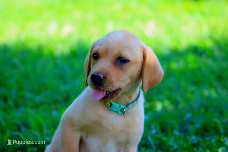 Lola – Labrador Retriever puppy for sale in Travelers Rest, SC