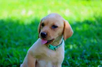 Lola, a female Labrador Retriever for sale in Travelers Rest, SC – 1 of 1