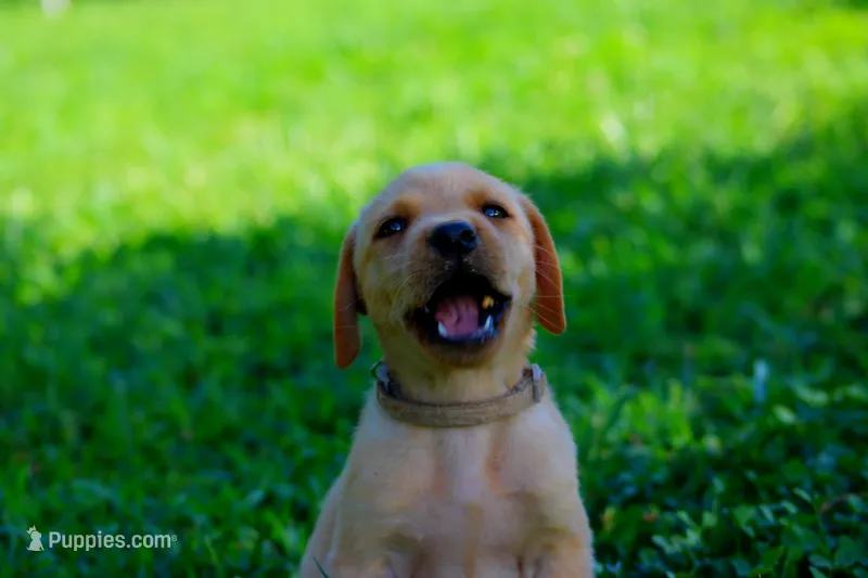 Andy – Labrador Retriever puppy for sale in Travelers Rest, SC