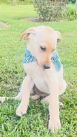 Lola, a female Labrador Retriever for sale in Travelers Rest, SC – 2 of 3