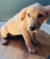 Andy, a male Labrador Retriever for sale in Travelers Rest, SC – 4 of 4