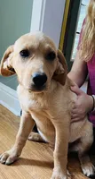 Bailey, a female Labrador Retriever for sale in Travelers Rest, SC – 2 of 2