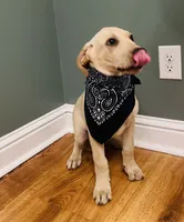 Toby, a male Labrador Retriever for sale in Travelers Rest, SC – 2 of 2