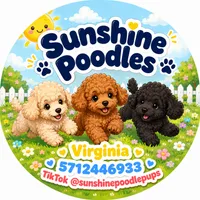 Milo, a male Poodle - Miniature  for sale in Fairfax, VA – 1 of 2