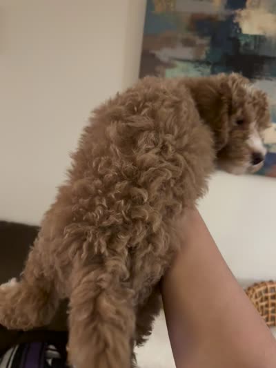 Milo, a male Poodle - Miniature  for sale in Fairfax, VA – 2 of 2