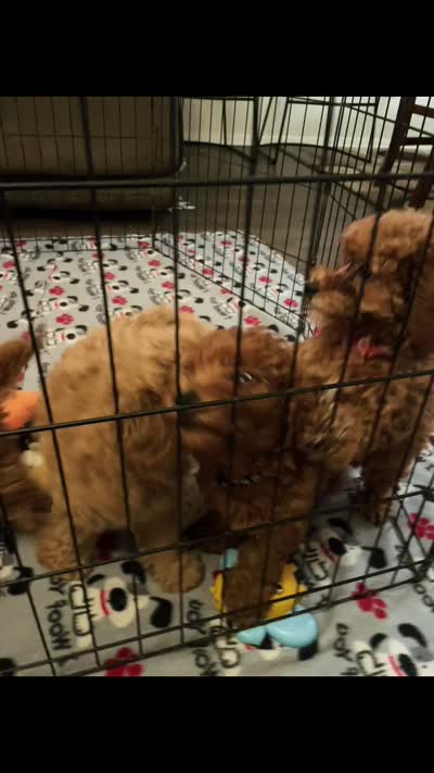 Becky, a female Poodle - Toy  for sale in Fairfax, VA – 2 of 2