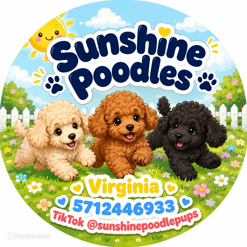 Becky – Poodle - Toy  puppy for sale in Fairfax, VA