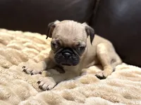 Peanut, a male Pug for sale in Carrollton, GA – 3 of 3