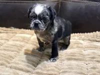 Merle Haggard, a male Pug for sale in Carrollton, GA – 6 of 10