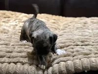 Brindi, a female Pug for sale in Carrollton, GA – 3 of 4