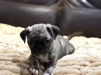 Brindi, a female Pug for sale in Carrollton, GA – 1 of 4