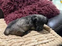 Skipper, a male Skye Terrier for sale in Carrollton, GA – 2 of 4