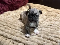 Brindi, a female Pug for sale in Carrollton, GA – 4 of 4