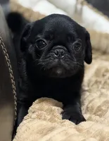Onyx, a male Pug for sale in Carrollton, GA – 2 of 10