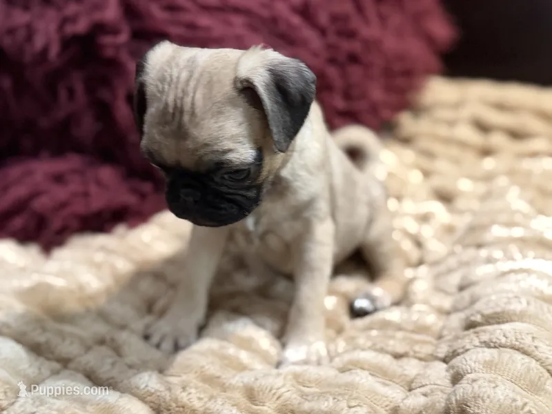 Fawna – Pug puppy for sale in Carrollton, GA