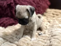Fawna, a female Pug for sale in Carrollton, GA – 1 of 5