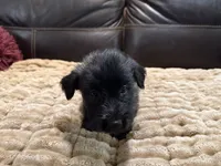 Skyler, a male Skye Terrier for sale in Carrollton, GA – 1 of 3