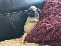 Fawna, a female Pug for sale in Carrollton, GA – Photo 4 of 4