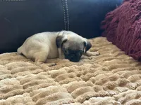 Fawna, a female Pug for sale in Carrollton, GA – Photo 2 of 4