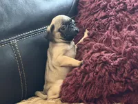 Fawna, a female Pug for sale in Carrollton, GA – Photo 1 of 4