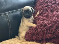 Fawna, a female Pug for sale in Carrollton, GA – Photo 3 of 4