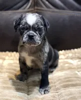 Merle Haggard, a male Pug for sale in Carrollton, GA – 1 of 10