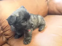 Skyler, a male Skye Terrier for sale in Carrollton, GA – 2 of 2