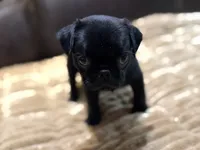 Onyx, a male Pug for sale in Carrollton, GA – 4 of 7