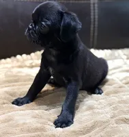 Ebony , a female Pug for sale in Carrollton, GA – 4 of 6