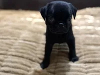 Onyx, a male Pug for sale in Carrollton, GA – 2 of 7