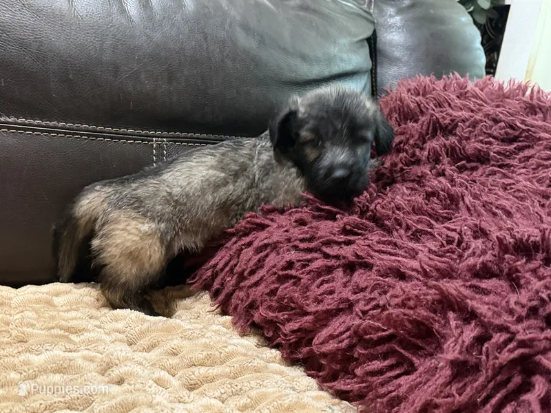 Skipper – Skye Terrier puppy for sale in Carrollton, GA