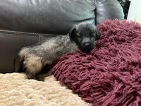 Skipper, a male Skye Terrier for sale in Carrollton, GA – 1 of 4