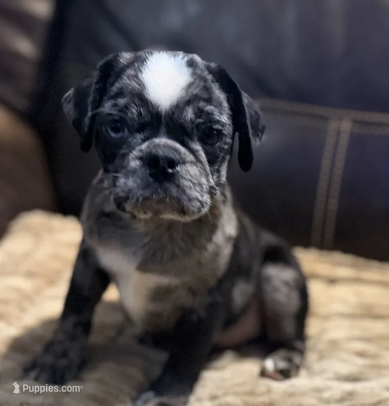 One Blue Eyed Boy – Pug puppy for sale in Carrollton, GA