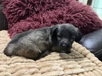 Skipper, a male Skye Terrier for sale in Carrollton, GA – 3 of 4