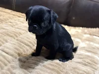 Onyx, a male Pug for sale in Carrollton, GA – 3 of 7