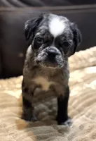 Merle Haggard, a male Pug for sale in Carrollton, GA – 2 of 10