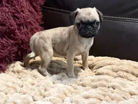 Fawna, a female Pug for sale in Carrollton, GA – 4 of 5