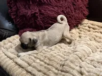 Fawna, a female Pug for sale in Carrollton, GA – 5 of 5