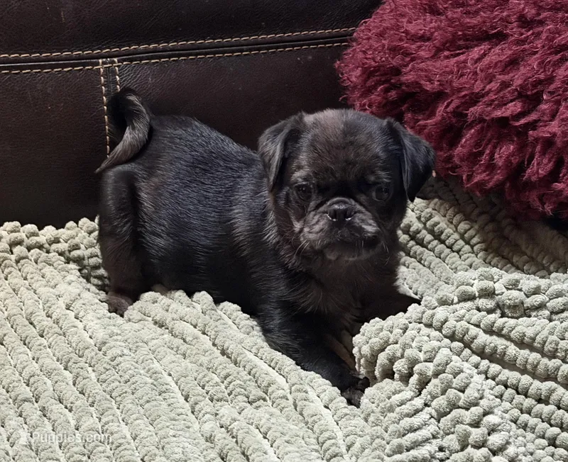 Merle Haggard 2, a male Pug for sale in Carrollton, GA – Photo 1 of 6