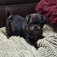 Blue Merle Boy, a male Pug for sale in Carrollton, GA – Photo 1 of 6