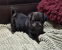 Merle Haggard 2, a male Pug for sale in Carrollton, GA – Photo 1 of 6
