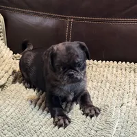 Blue Merle Boy, a male Pug for sale in Carrollton, GA – Photo 3 of 6