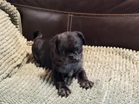 Merle Haggard 2, a male Pug for sale in Carrollton, GA – Photo 3 of 6