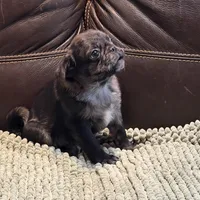 Blue Merle Boy, a male Pug for sale in Carrollton, GA – Photo 2 of 6