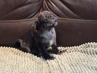 Merle Haggard 2, a male Pug for sale in Carrollton, GA – Photo 2 of 6