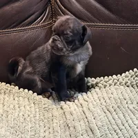 Blue Merle Boy, a male Pug for sale in Carrollton, GA – Photo 4 of 6