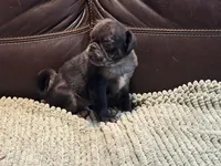 Merle Haggard 2, a male Pug for sale in Carrollton, GA – Photo 4 of 6