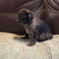 Blue Merle Boy, a male Pug for sale in Carrollton, GA – Photo 6 of 6